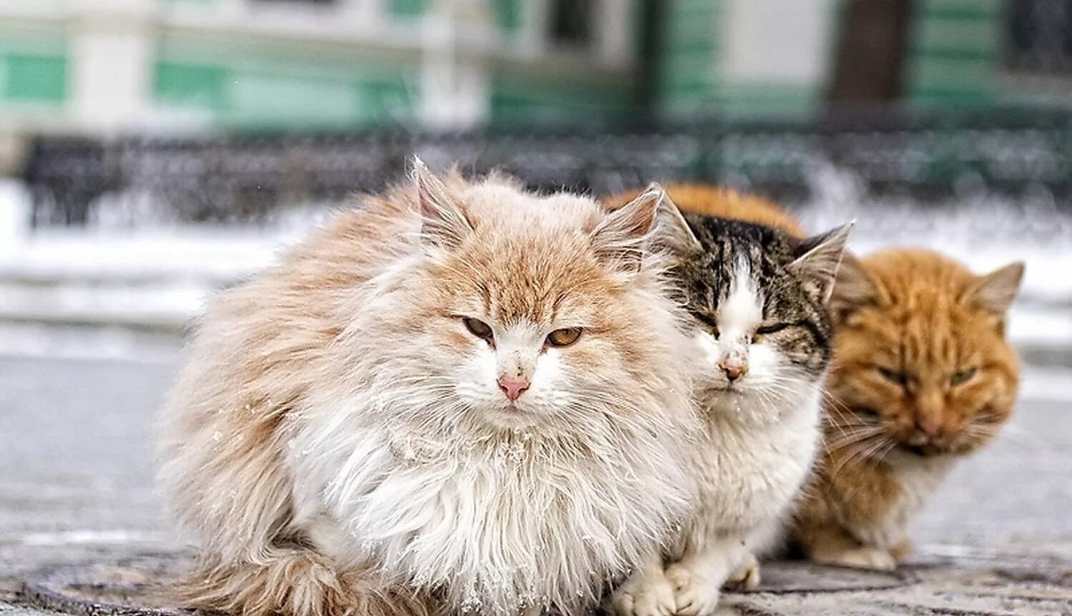 Коты и кошки на улице. Уличные коты. бездомные кошки. бродячие кошки. уличный котенок.