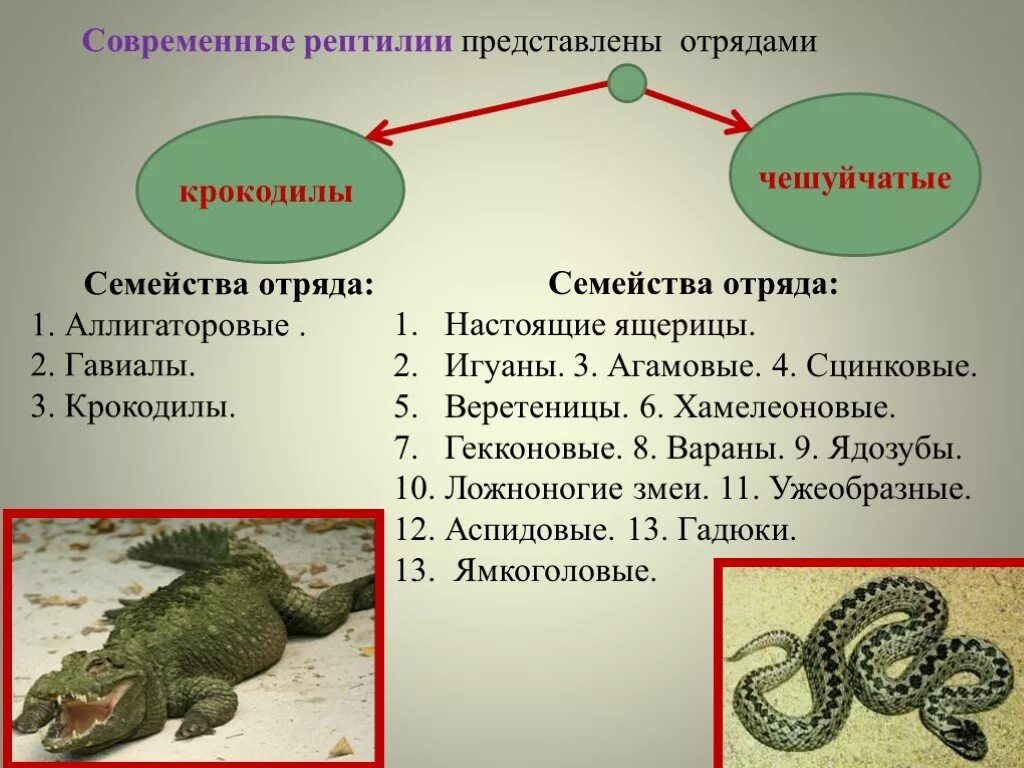 Представители чешуйчатых рептилий. Отряд чешуйчатые представители. Семейство пресмыкающихся отряда. Представители чешуйчатых пресмыкающихся. Семейство пресмыкающихся отряда ящериц.