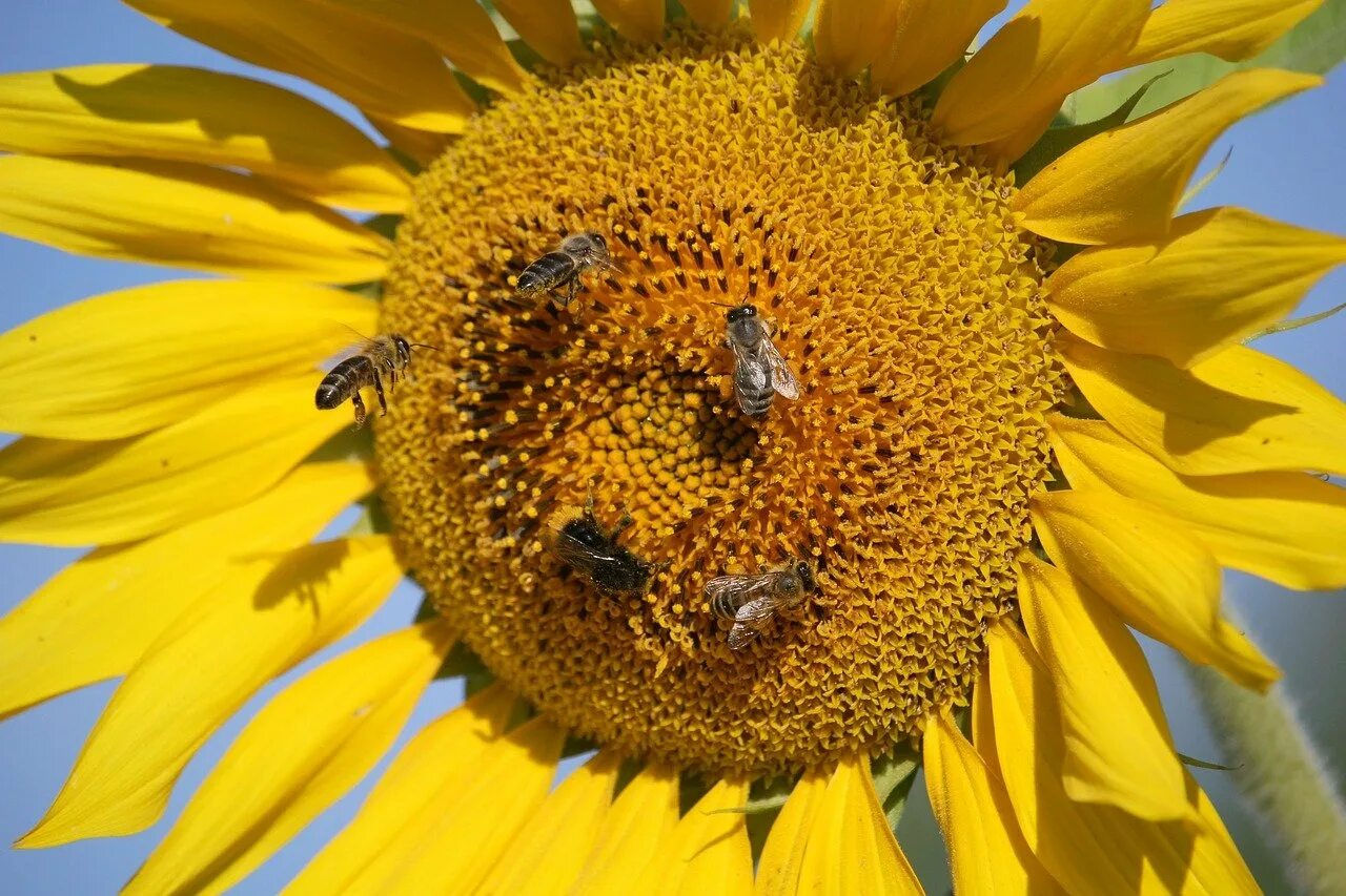 Мед подсолнух. Подсолнечниковый мёд. Пчела на подсолнухе. Подсолнечник медонос с пчелой. Пчелы на подсолнечнике.