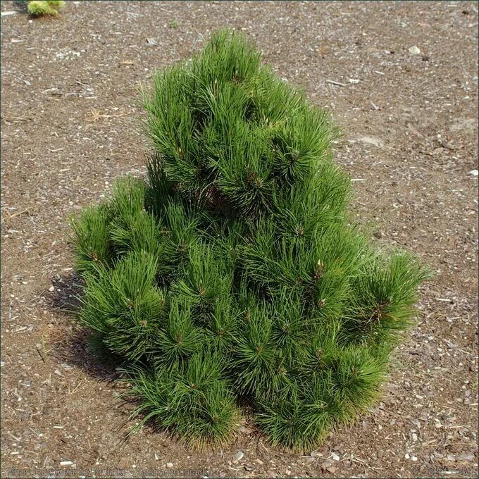 Pinus heldreichii