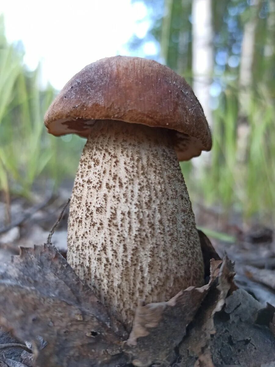 Подберёзовик обыкновенный – leccinum scabrum. Гриб абабак. Подберезовик гриб. Подберёзовик обыкновенный. Гриб абабак.