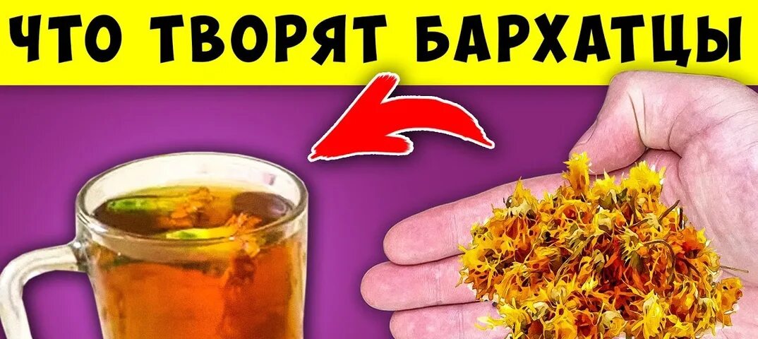 Бархатцы как пить правильно заваривать. Бархатцы полезные свойства для здоровья. бархатцы польза для здоровья человека. бархатцы польза и вред для здоровья. очищение печени бархатцами.