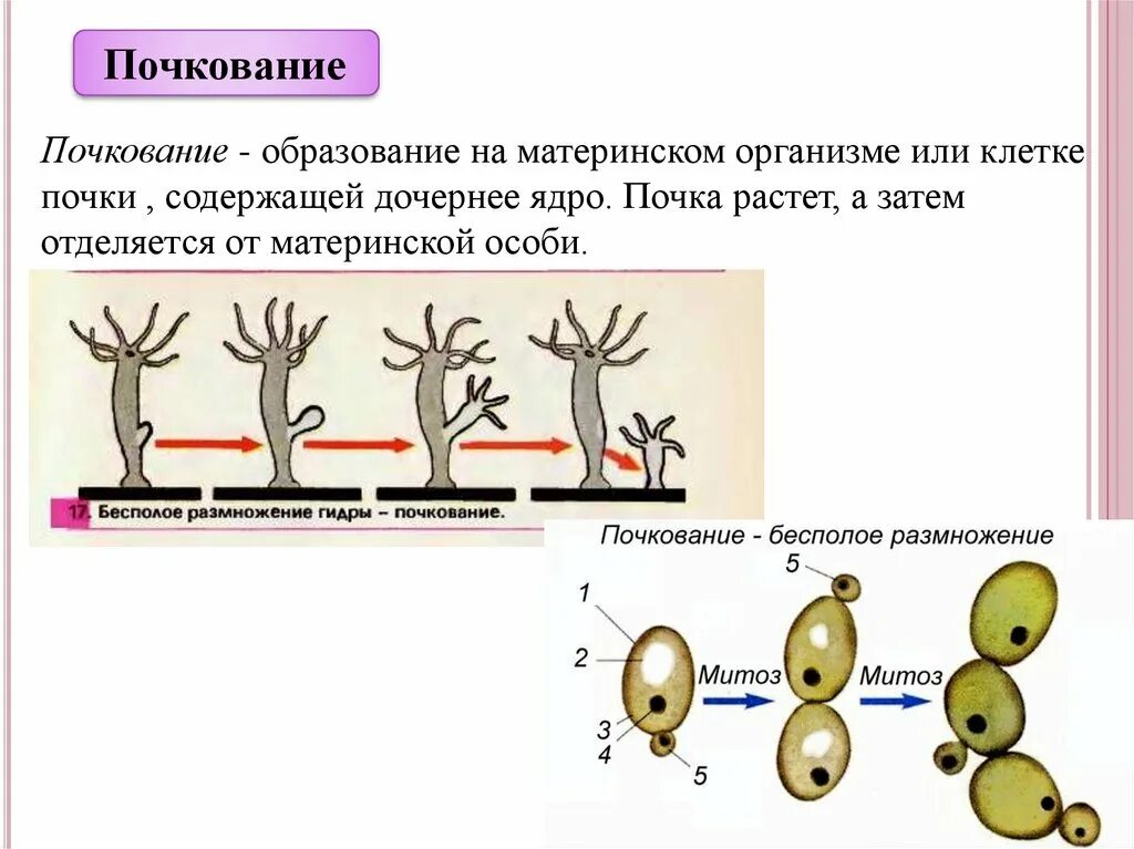 Почкование бесполое размножение. Почкование это в биологии 6 класс. Почкование размножение 6 класс биология. Почкование бесполое размножение кратко.