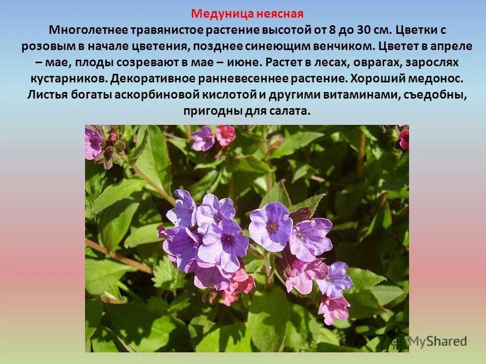 Полевые цветы описание. Лекарственные растения леса 2. Кислица обыкновенная листья. Растение иван да марья описание. Травянистые растения примеры.
