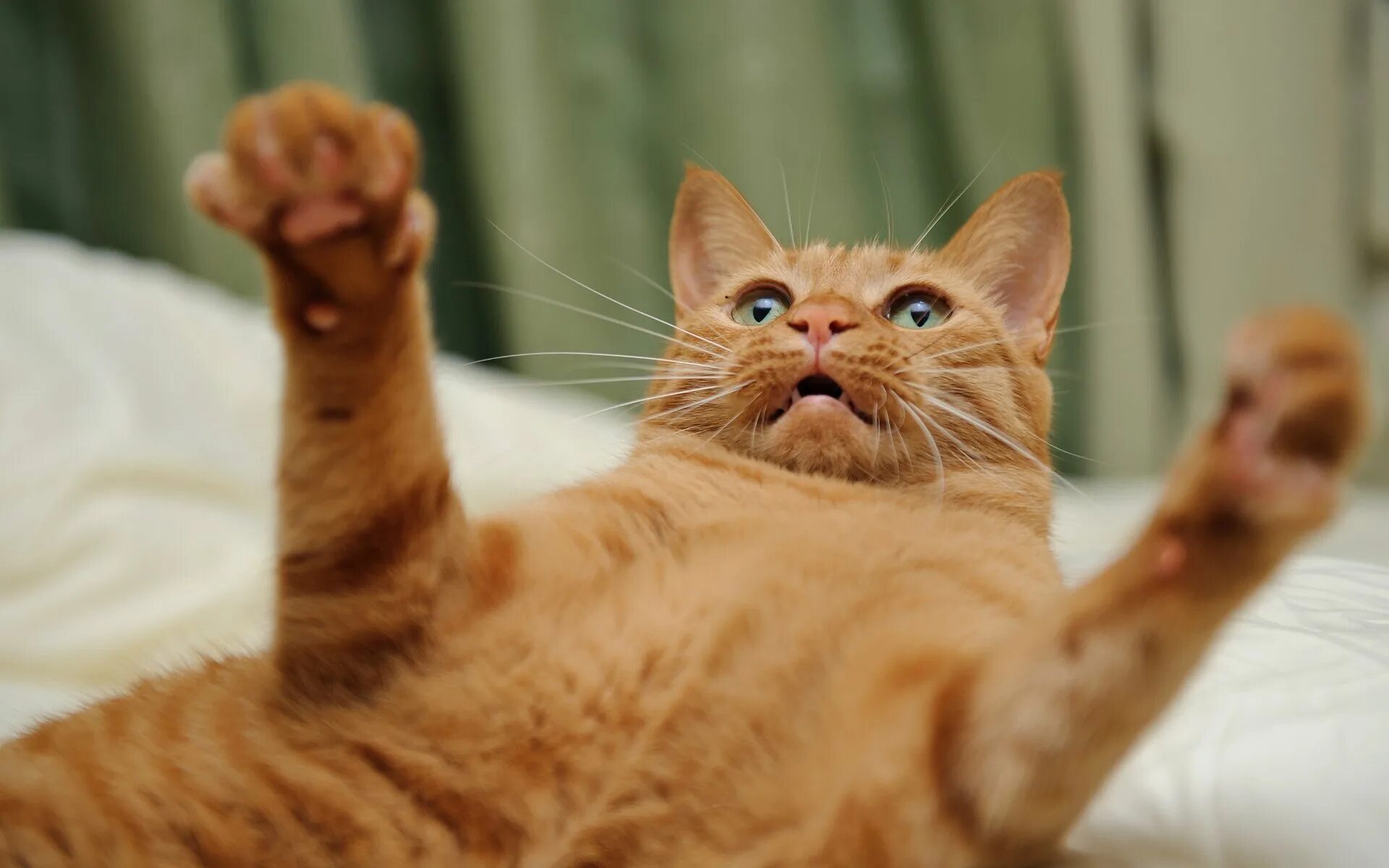 Коты рыжие веселые
