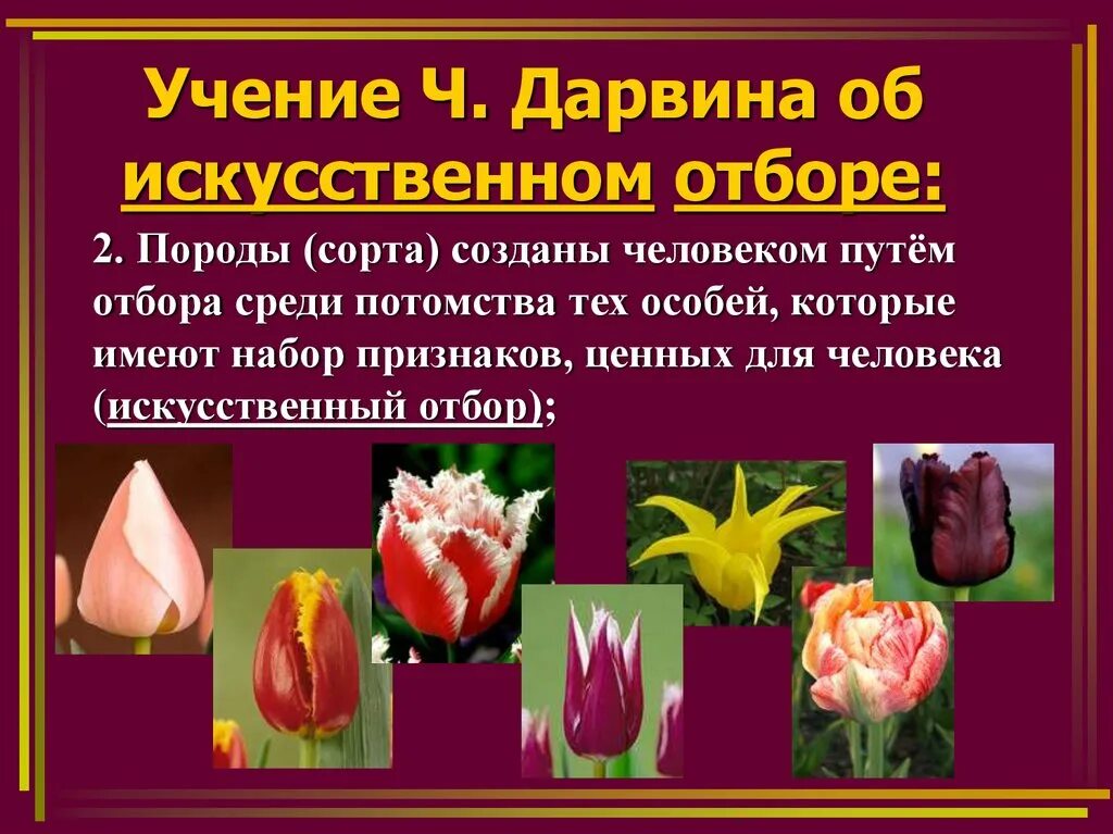 Искусственный отбор создает. Чарльз дарвин искусственный отбор. учение дарвина об отборе. учение об искусственном отборе. учение чарльза дарвина об искусственном отборе.