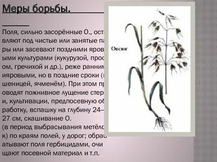 Меры борьбы с сорными