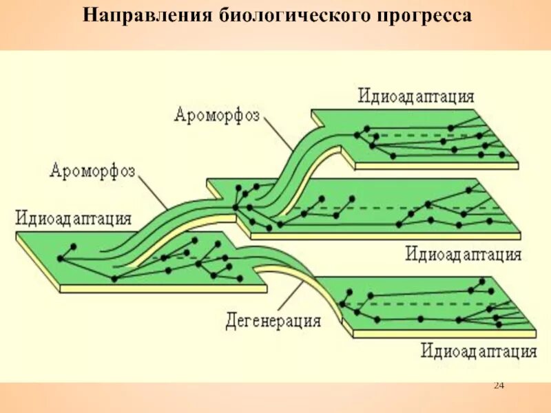 Биологический прогресс задания. Ароморфоз идиоадаптация общая дегенерация это пути достижения. Основные направления эволюции биологический Прогресс. Направления эволюции и пути достижения биологического Прогресс. Биологический Прогресс ароморфоз идиоадаптация дегенерация.