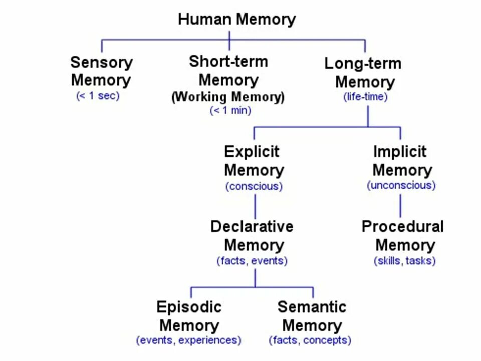 Types of Memory. Types of Memory of people. Human Memory. Classification of Memory. Human types