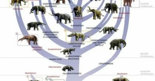 Филогенетическое Древо слона. Древо эволюции хоботных. Филогенетический ряд слонов. Эволюционное Древо слонов. Млекопитающие древо