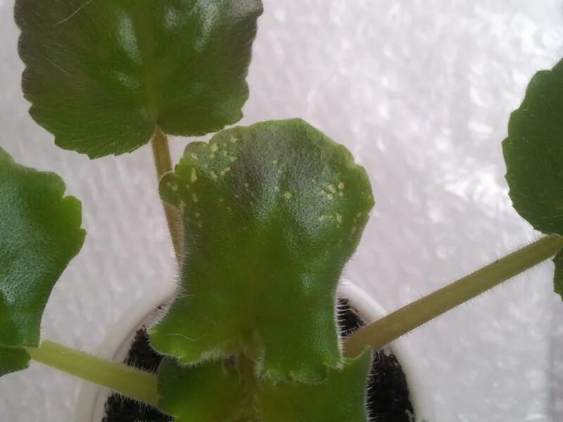 пятна на листьях фиалки. желтые пятна на листьях фиалки. мучнистая роса на фиалках. фиалка коричневеют листья. фитофтороз глоксинии.