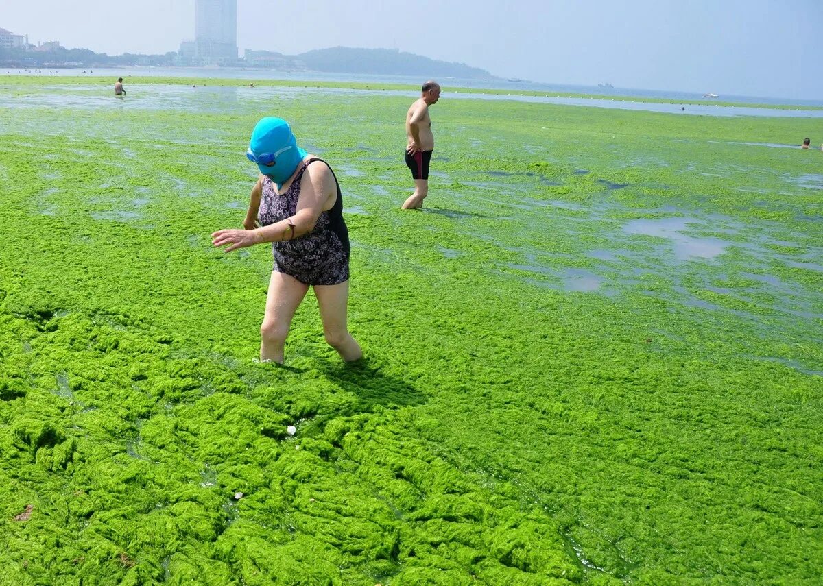 Цветущие водоросли. Вода цветет. Цветение водорослей. Цветение моря.