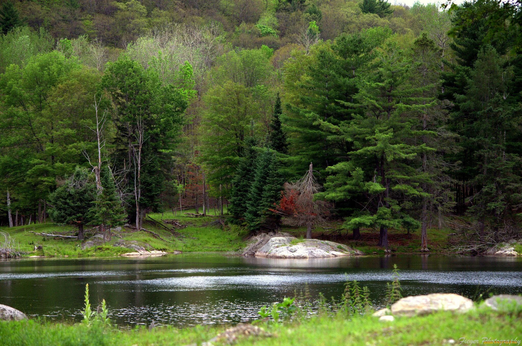 лесные водоемы. лесные водоемы. маленькое озеро в лесу. озеро заводь нижегородская область. лесные водоемы.