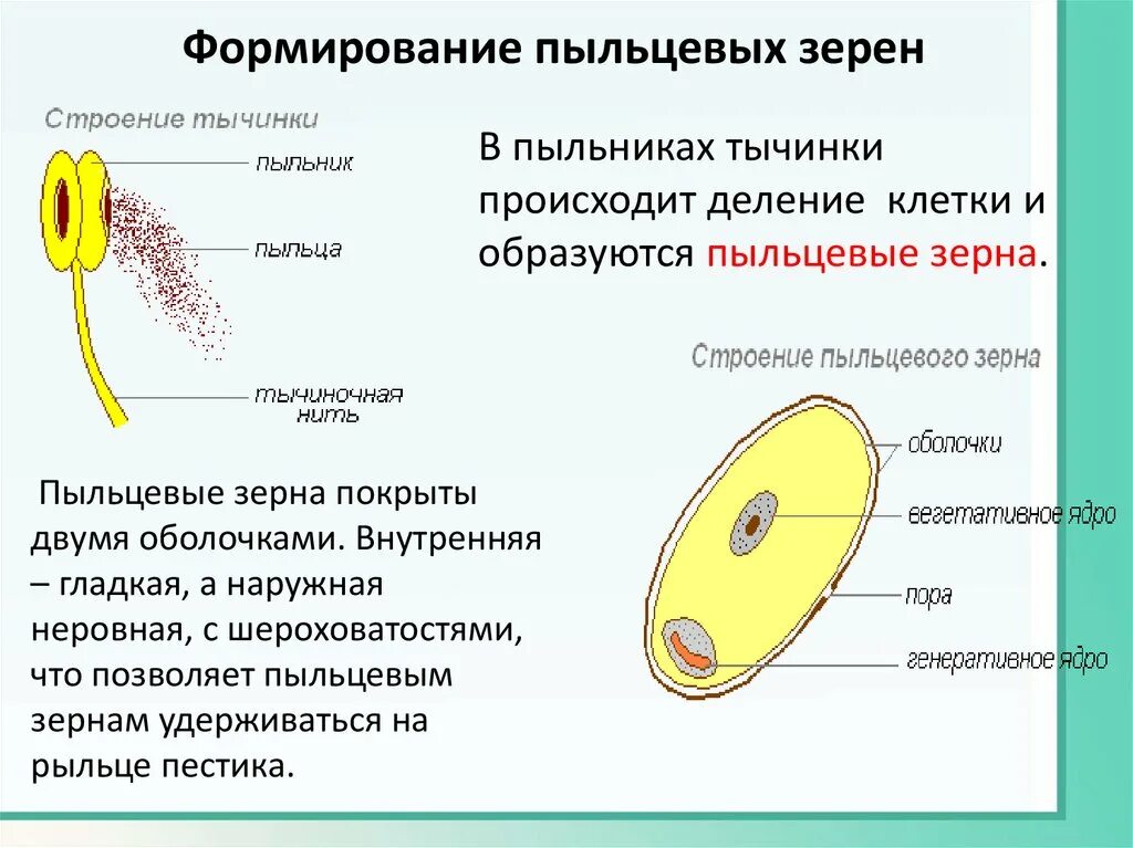 Функции пыльцы. Строение пыльцевого зерна покрытосеменных. Пальцевое зерно голосесеменныз. Пыльцевое зерно покрытосеменных растений. Строение пыльцевого зерна цветковых.