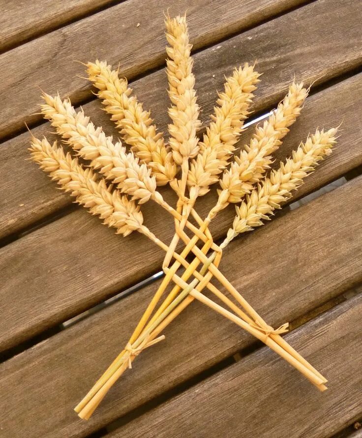 Аппликация колос. Колосок из бумажной. Колосья пшеницы из бумаги. Плетение из соломы. Соломка для поделок.