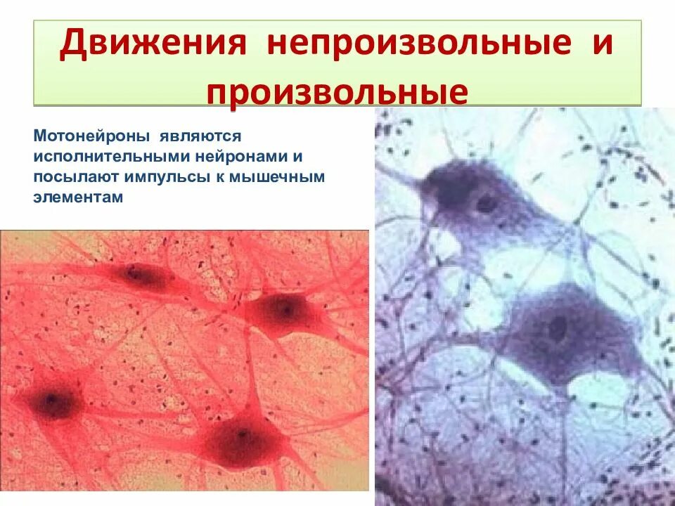 Непроизвольное движение мышц. Произвольные и непроизвольные движения. произвольные движения непроизвольные движения. мышцы произвольные непроизвольные картинки. непроизвольные движения возникающие в мышце.
