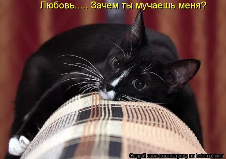 песня любовь зачем ты мучаешь меня. фильм собака на сене 1977 диана и теодоро. песня любовь зачем ты мучаешь меня. песня любовь зачем ты мучаешь меня. песня любовь зачем ты мучаешь меня.