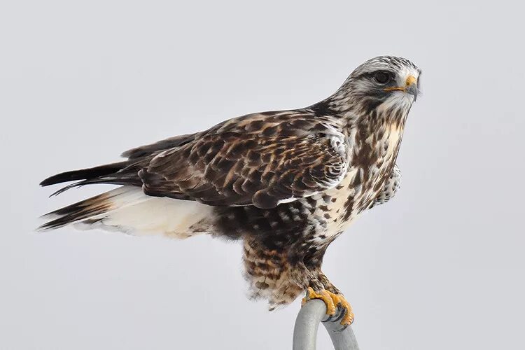 зимняк мохноногий. зимняк мохноногий. канюк зимняк. мохноногий канюк (зимняк) – buteo lagopus. канюк зимняк.