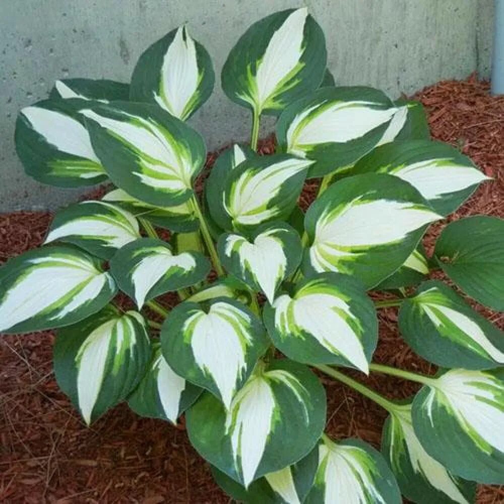 Хоста lakeside meter maid. Хоста революшн. Хоста гибридная пиззазз. Хоста вулкан исландии. Хоста вулкано.