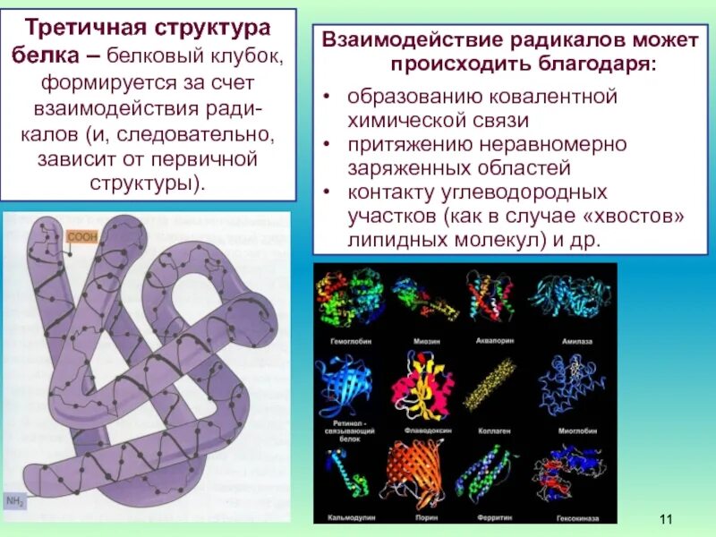 Первичная вторичная и третичная структура белков биохимия. Третичная структура белка структура белка. Третичная структура белка это структура. Третичная структура белка форма молекулы. Химическая связь первичной структуры