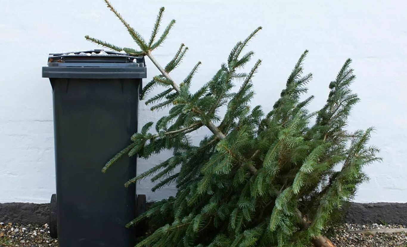 Выброшенные елки. Елка на мусорке. Выброшенные елки после нового года. Выброшенная Новогодняя елка.