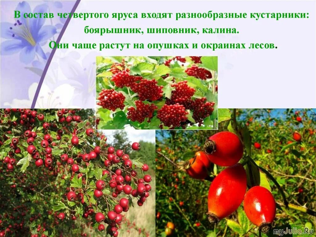Боярышник крупноплодный райское яблочко. Ярусы кустов. Боярышник ярус. Нижний ярус растительности. Окультуренные растения.