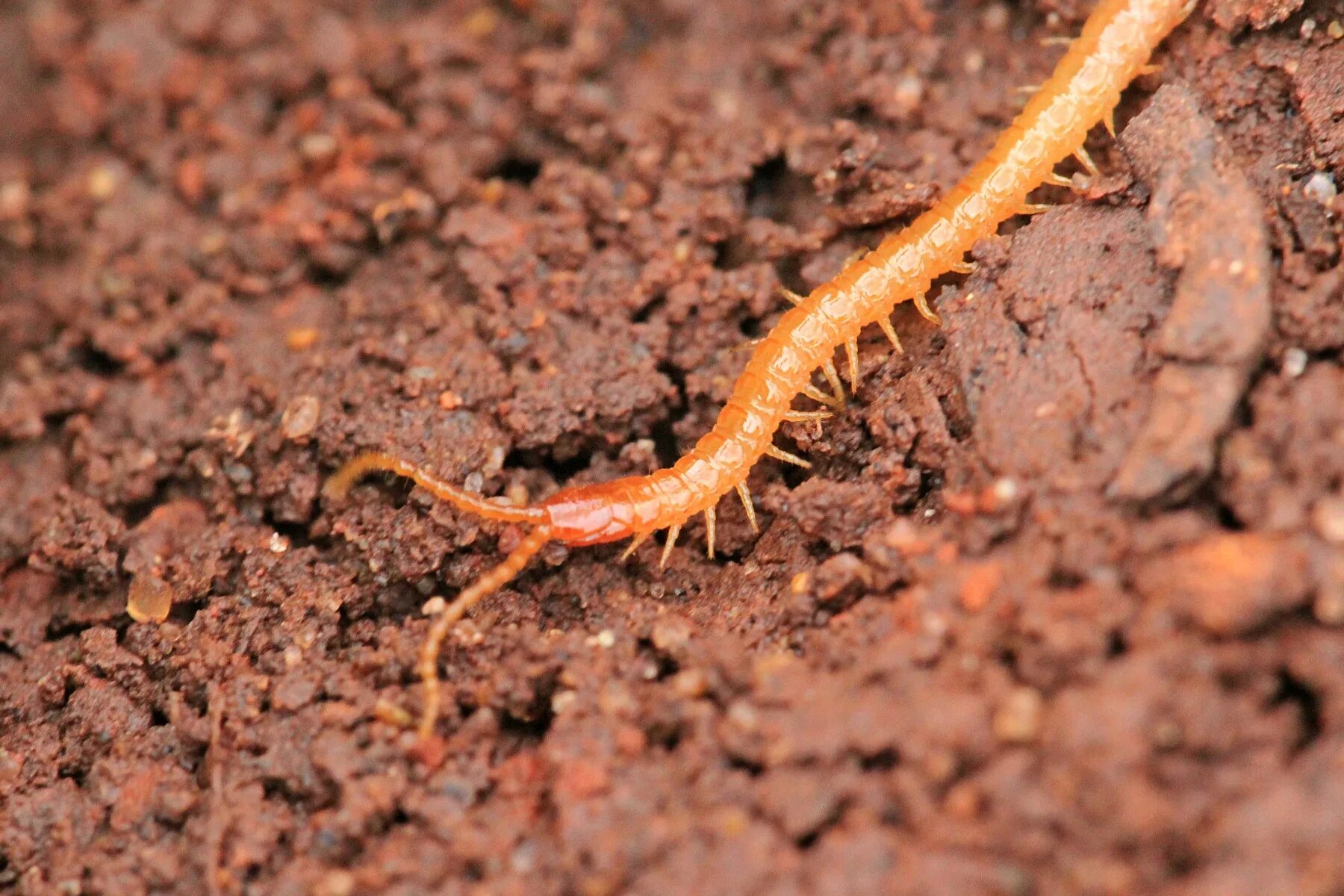 brachydesmus superus