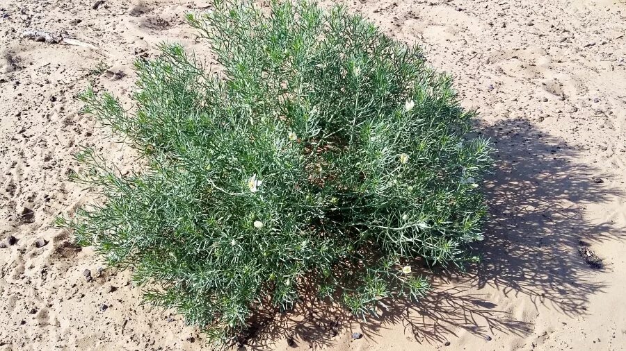 Жусан Полынь. Гармала обыкновенная. Artemisia rutifolia. Полынь пустынная. Ала бот