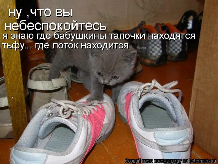 Почухай меня. Попугай ругается матом. Почухать спинку. Что значит почухать. Почухать спинку.