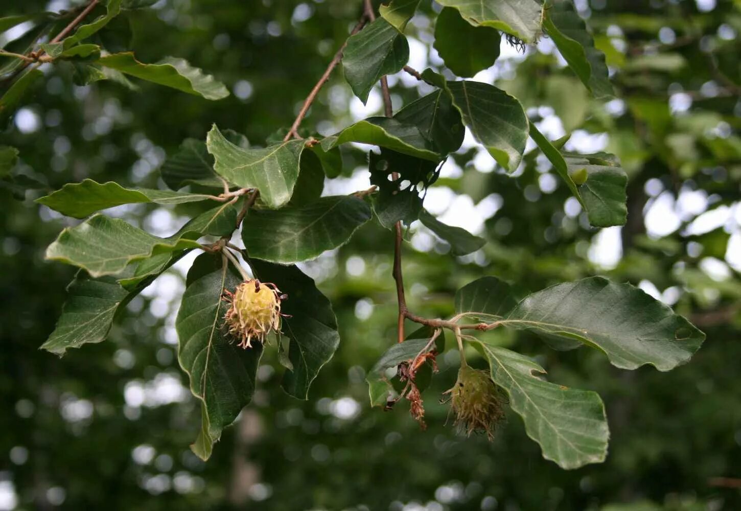 Дерево бук фото и описание. Бук Восточный – Fagus orientalis. Fagus orientalis Lipsky - бук Восточный. Бук крупнолистный (Fagus grandifolia). Бук Лесной плод.