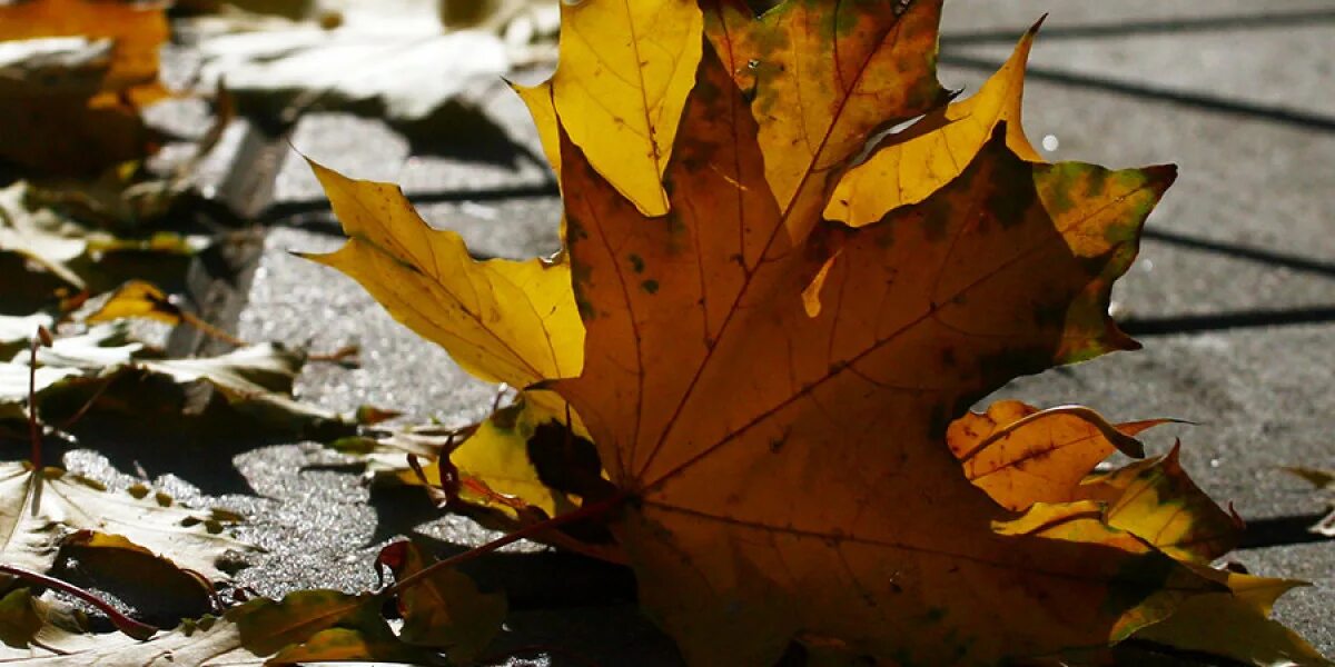 Горящие листья. Мир листьев. Горящая листва. Поражаюсь листве как яростно ярко горит. Сжигание листвы осенью.