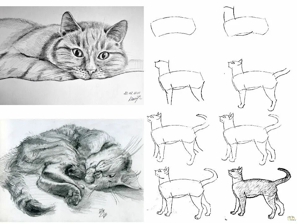 Наброски домашних животных. Кошка рисунок карандашом. Схема рисования кошки. Наброски кошек карандашом. Изобразить характер животного