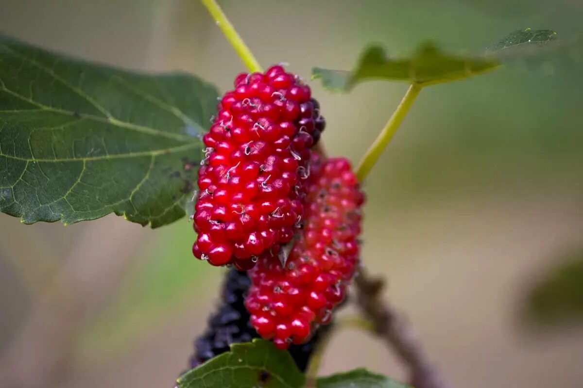 Morus alba шелковица дерево. Шелковица morus. Шелковица белая morus alba. Тутовник шелковица. Шелковица morus.