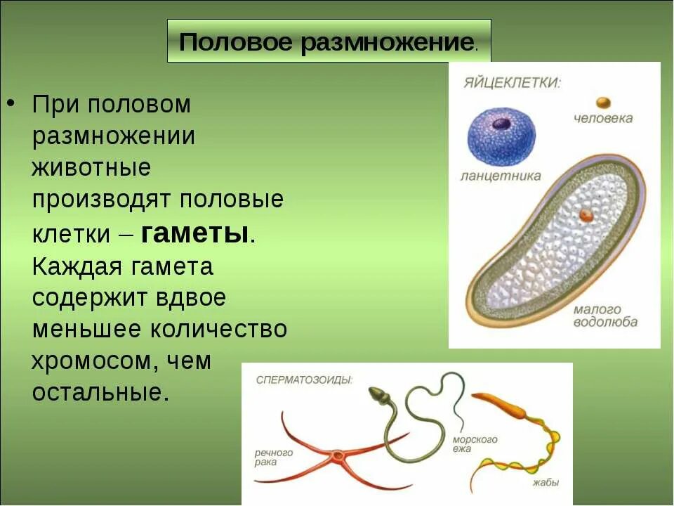 В размножении клетки принимает участие. Половое размножение. Половое размножение животных. При половом размножении. Клетки полового размножения.