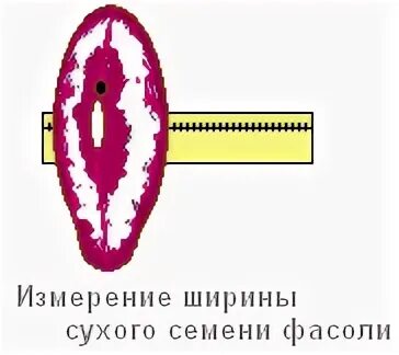 Сухое семя геншин. Измерьте длину семян фасоли. Измерьте длину семян фасоли (2 – 25 штук).