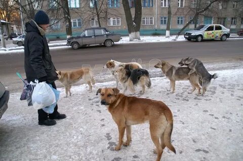 Новости бродячие собаки