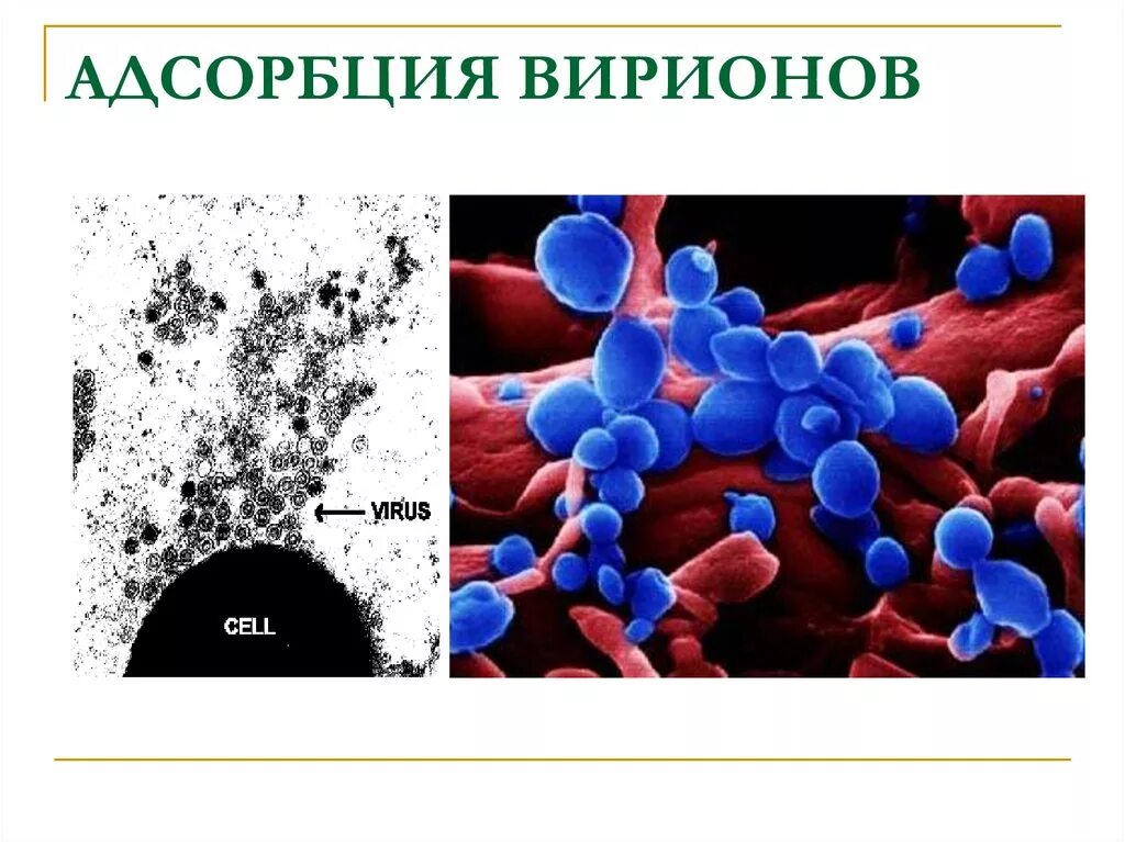 Адсорбция вируса. Адсорбция вируса на клетке. Прикрепление адсорбция вирусов. Адсорбция вириона на клетке.