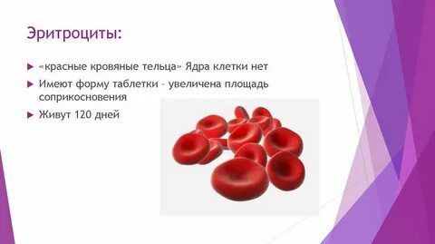Кровяные тельца форма