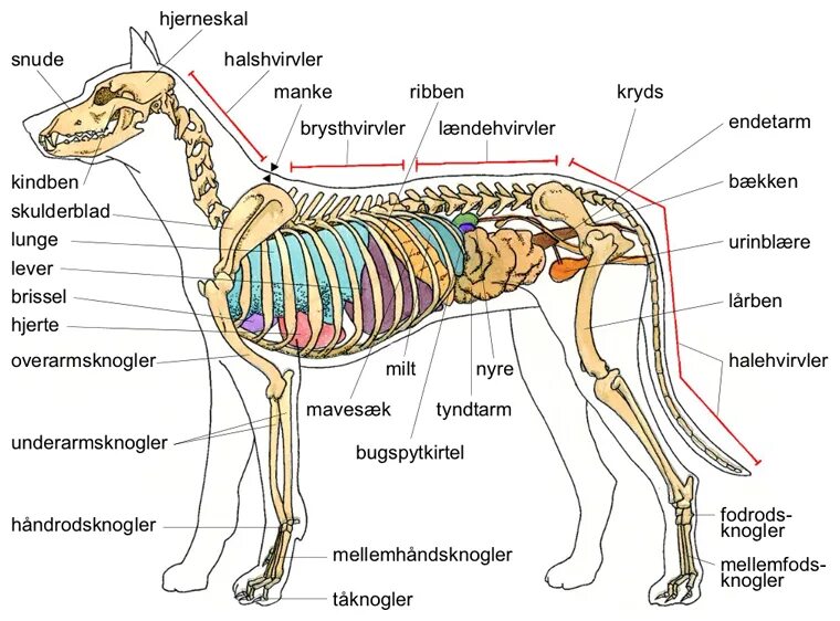 Мускулатура млекопитающих. Анатомия скелета собаки Ветеринария. Строение собаки анатомия. Внутреннее строение собаки анатомия. Внутреннее строение собаки скелет.