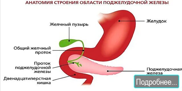 Желудок желчный пузырь поджелудочная железа. Внутреннее строение желчного пузыря. Поджелудочная железа b ;tkxysq gepshmn. Желчь поджелудочной железы. Поджелудочная и желчный пузырь.