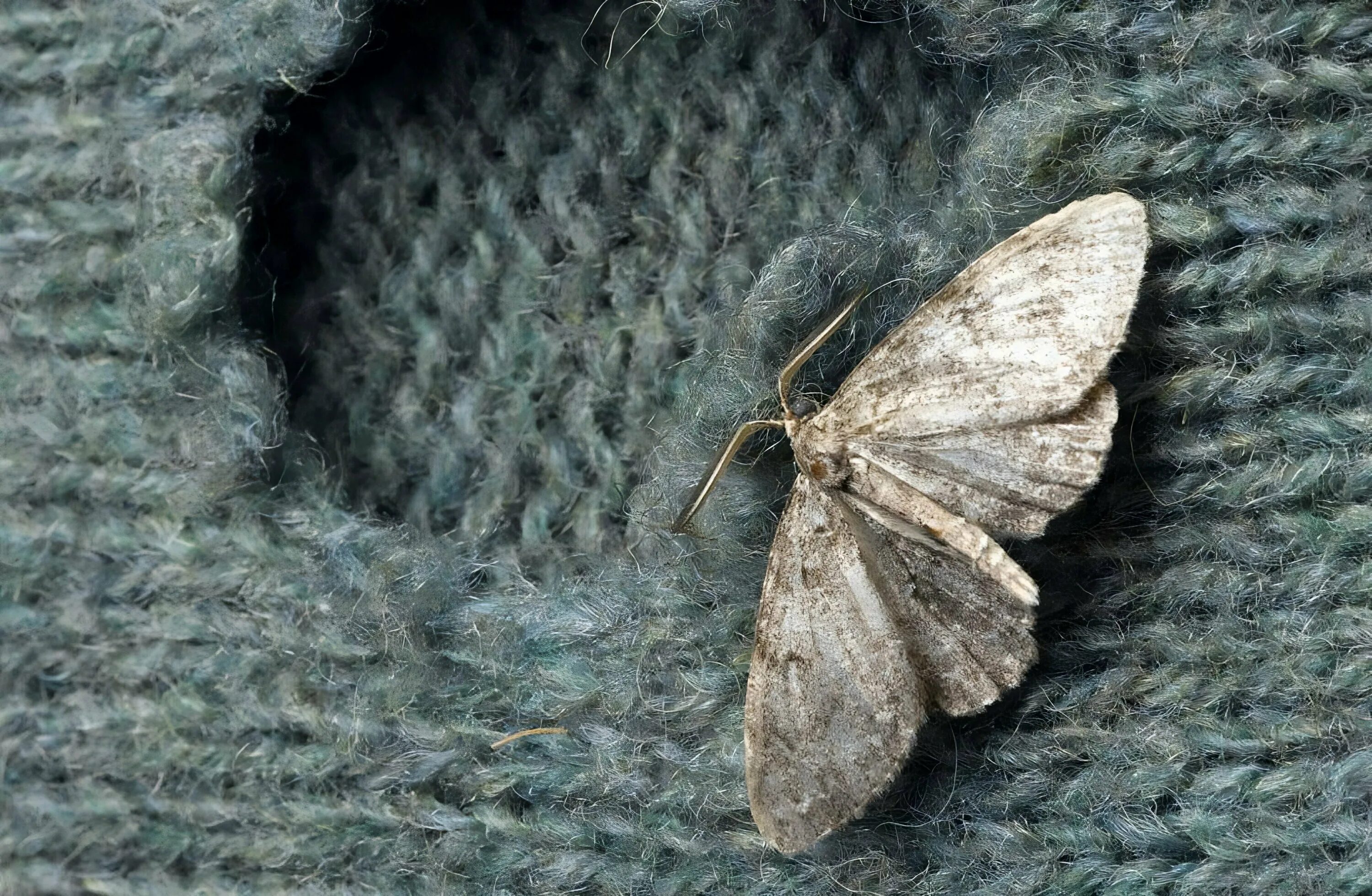 Мальединица измерения. Количество веществ мольв э. Количество вещества моль. Доклад про моль. Бабочка моли платяной.