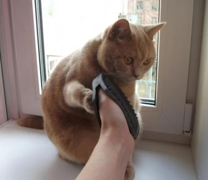 Кот рекомендует. Кот срыгивает шерсть колбаской. кот срыгивает шерсть фото. британца вырвало шерстью.