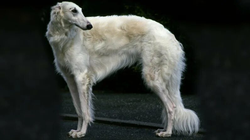 Как выглядит порода собак борзая Lodge Park © National Trust Greyhound art, Grey hound dog, Dog paintings