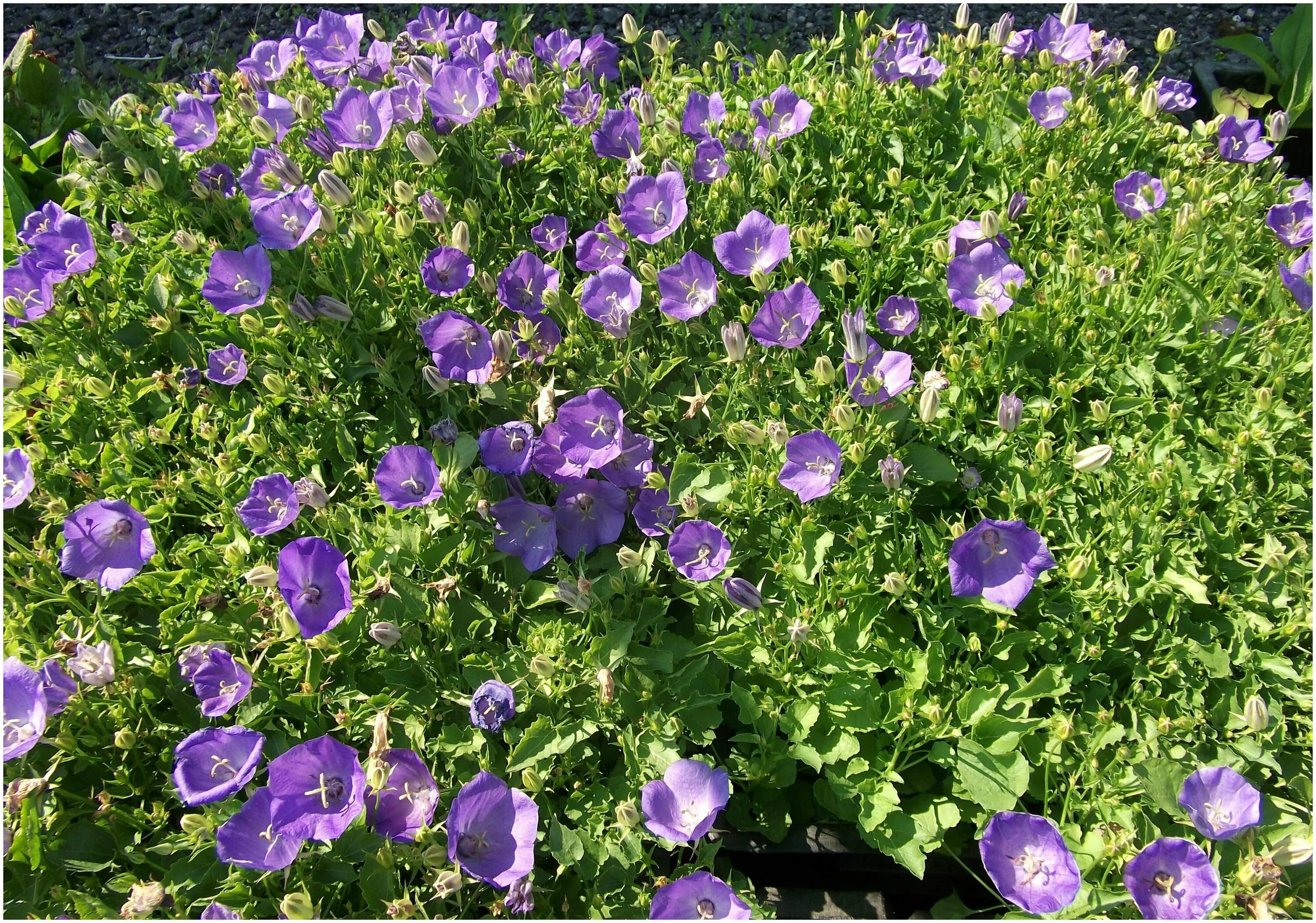 Колокольчик посадка семенами. Колокольчик Карпатский (Campanula Carpatica). Колокольчик Карпатский Гном. Колокольчик Карпатский Перл Блю. Колокольчик Карпатский Вайс клипс.