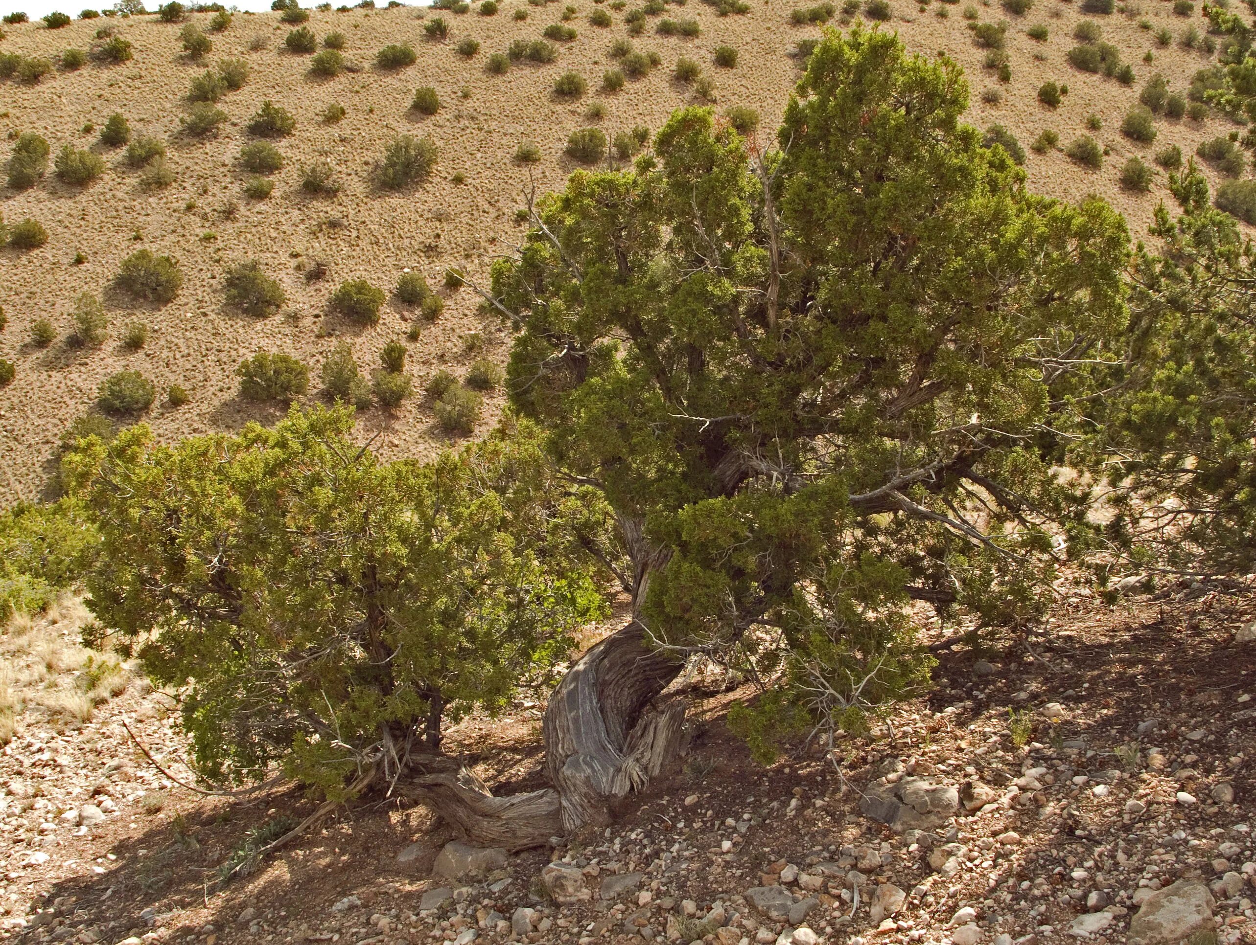 Wild tree