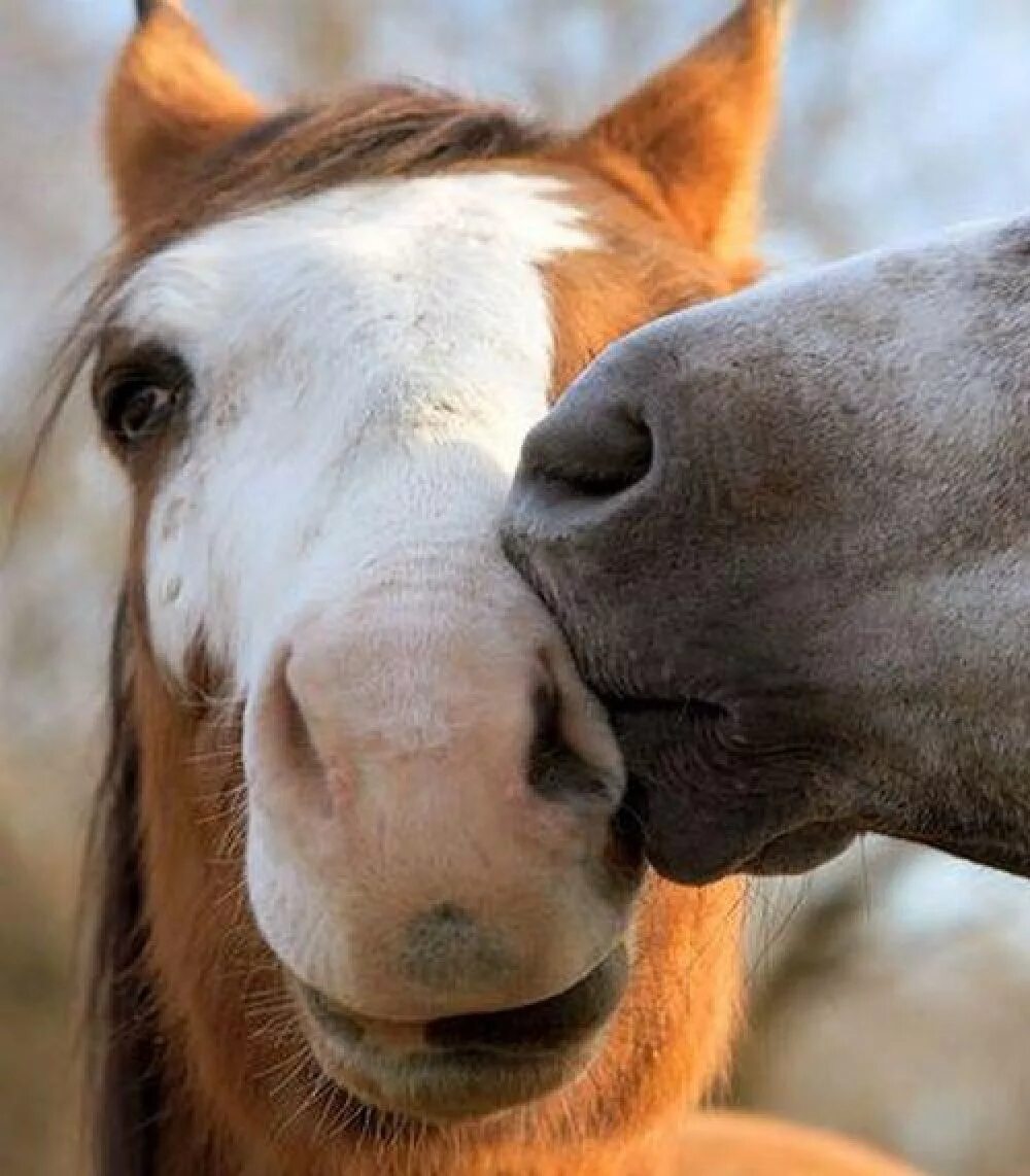 Две лошади. Человек на лошади. Две лошади. Поцелуй с лошадью. Лошадь целует.