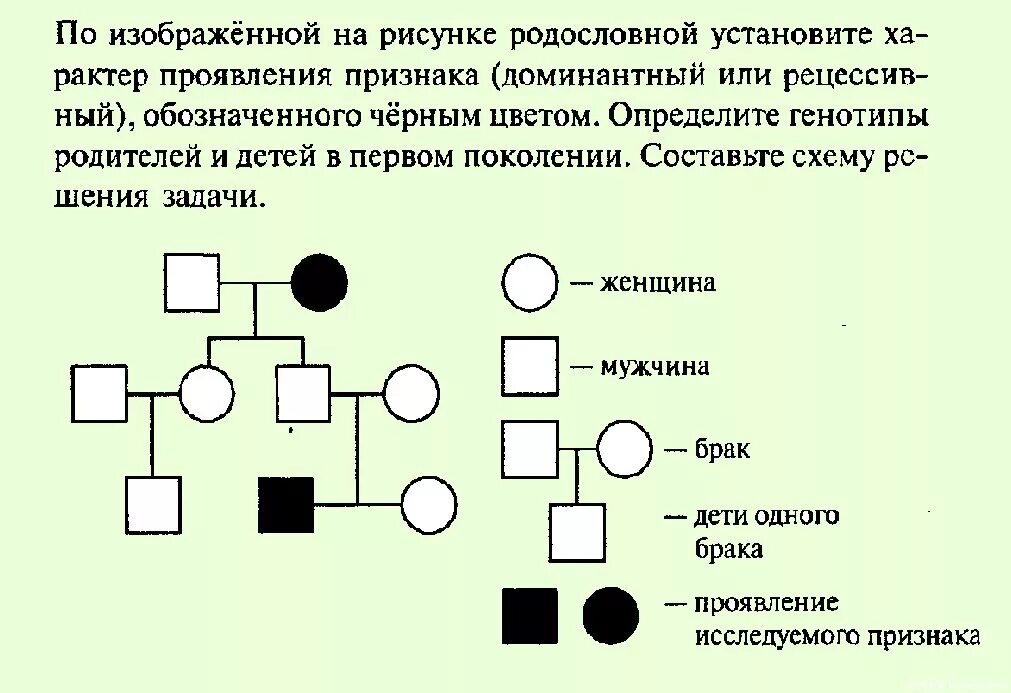 Схема родословной генетика. Генетическая родословная схема. Схема родословной семьи биология 9 класс. Схема составления родословной семьи в биологии.