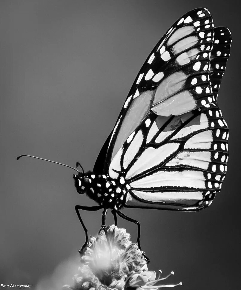 Бабочка черный глянец. Бабочка Баттерфляй Блэк. Бабочка черно белая. Бабочка белая. Черные бабочки на белом фоне.