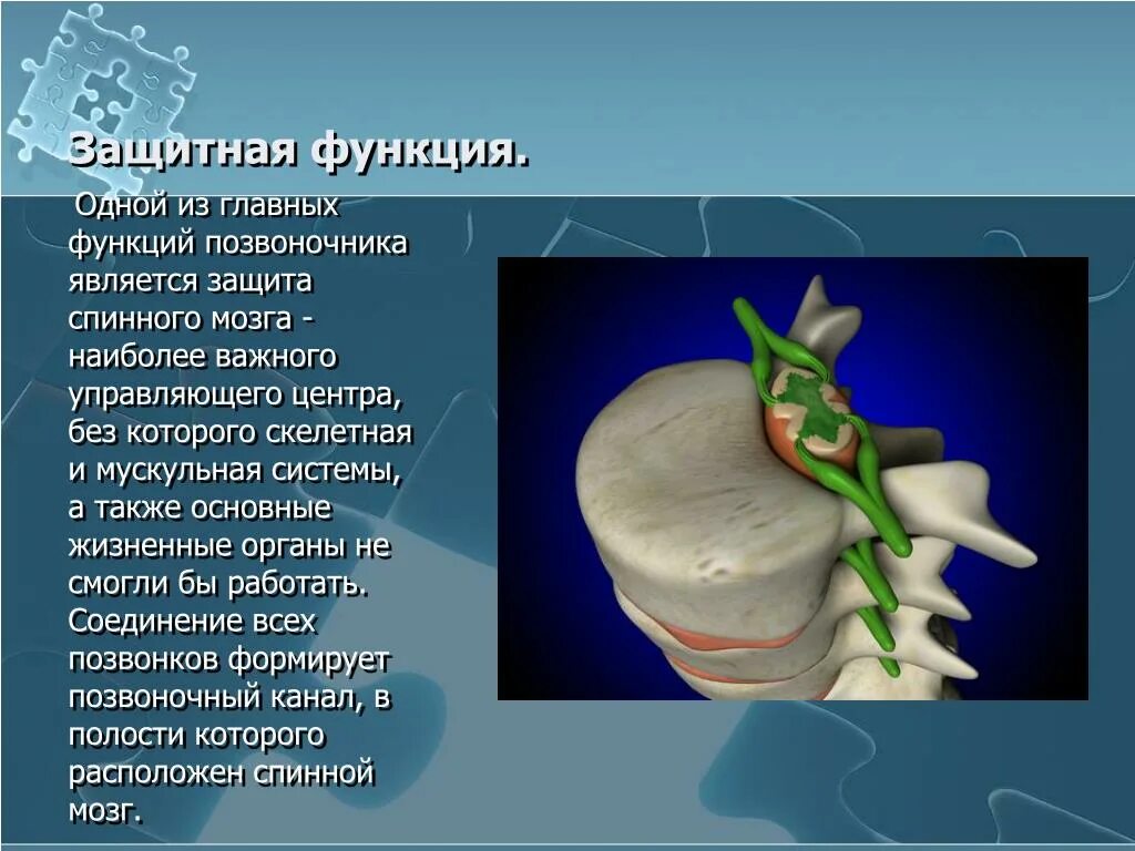 Функции шейного отдела. Защитная функция позвоночника. Основные функции позвоночника. Главная функция позвоночника. Опорная функция позвоночника.