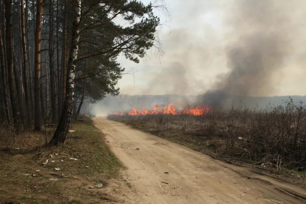 Сгоревшая верь. Лесные пожары. Пожар на природе. Горящая деревня. Пожар в лесу возле деревни.